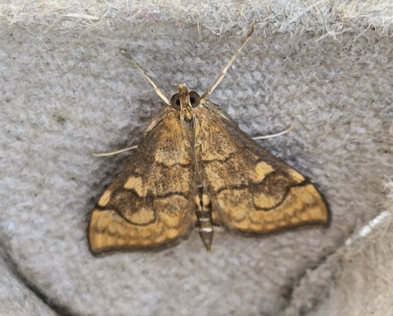 Photo of Golden Pearl (Anania verbascalis)